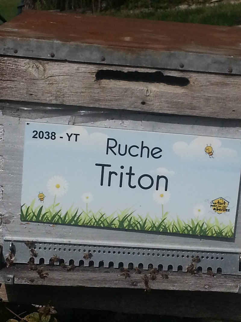 La ruche Triton