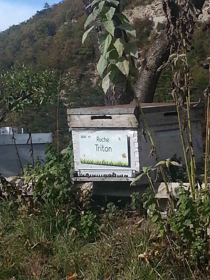 La ruche Triton