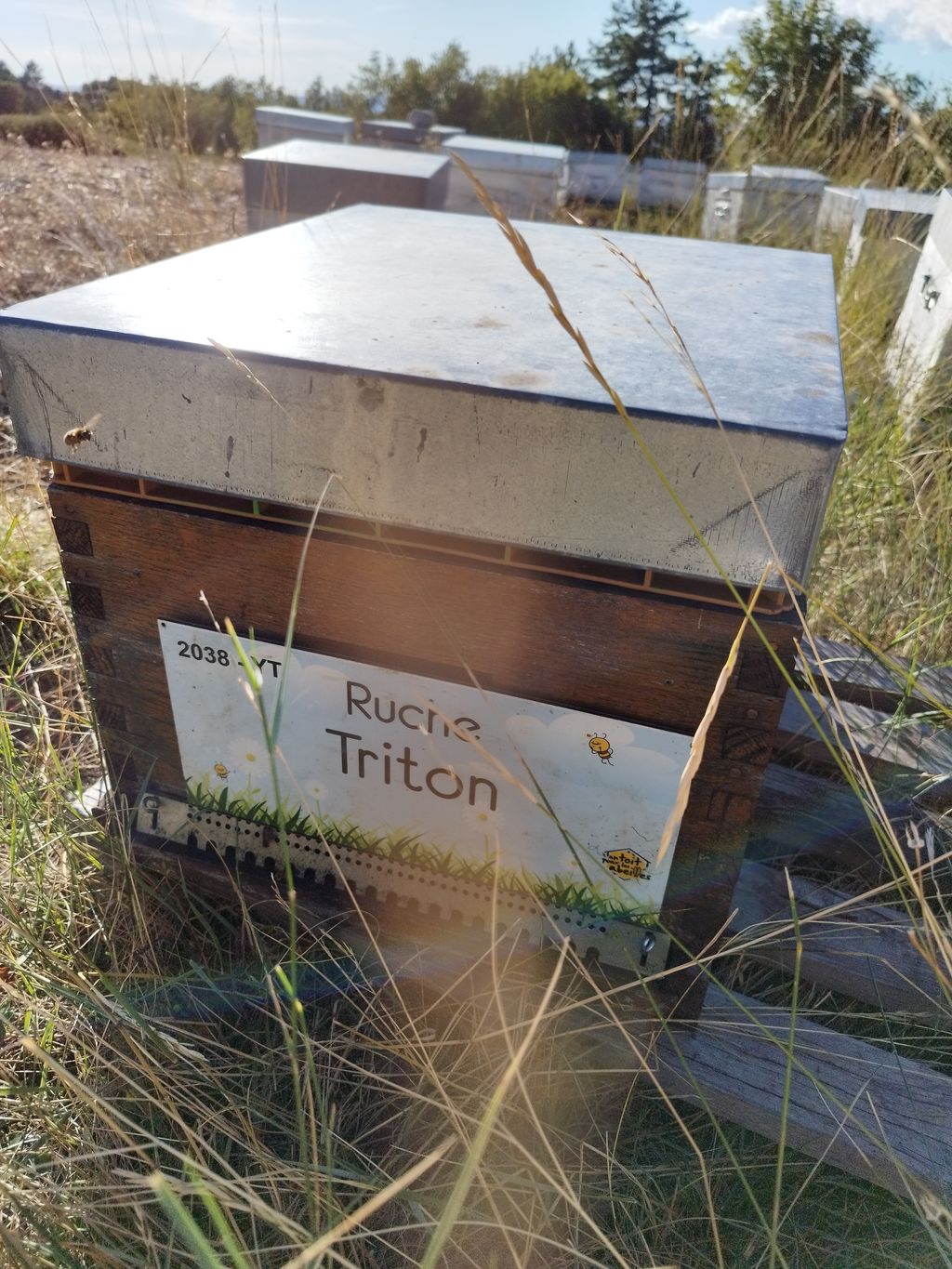 La ruche Triton