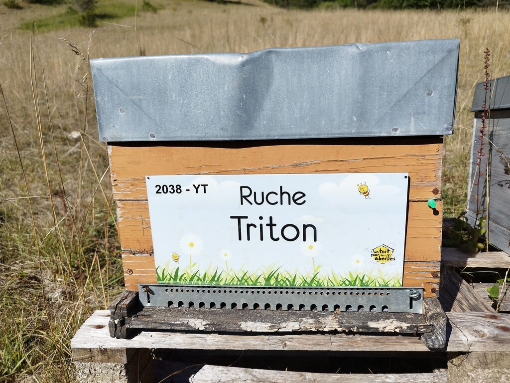 La ruche Triton