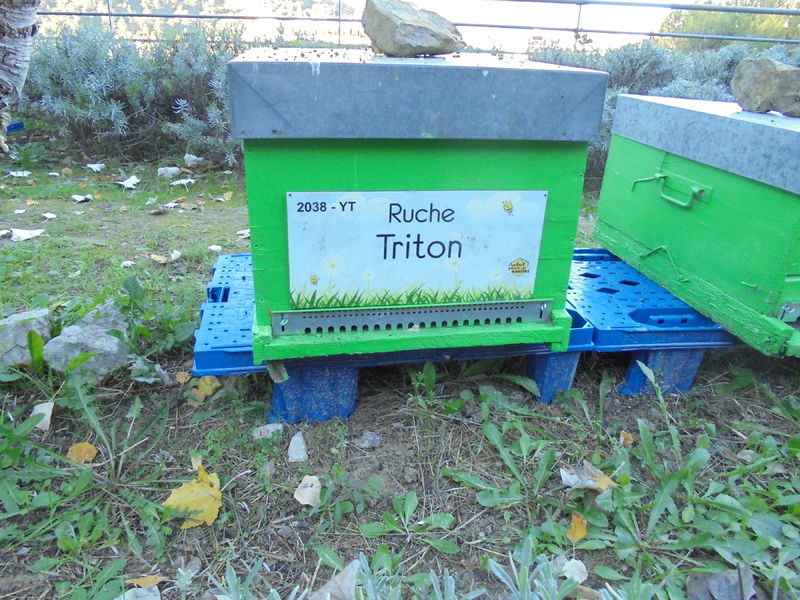 La ruche Triton
