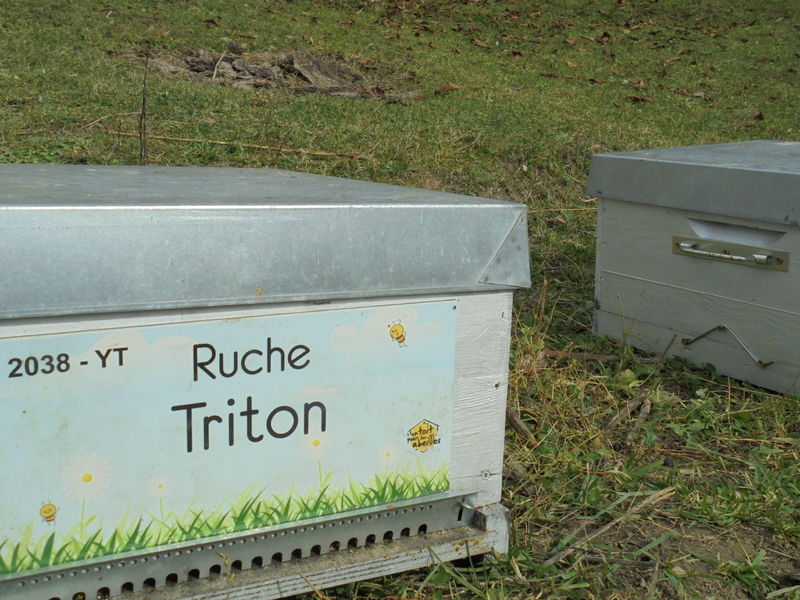 La ruche Triton