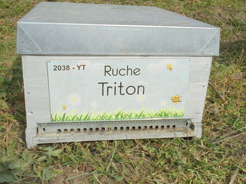 La ruche Triton