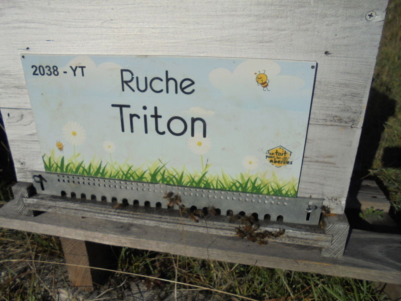 La ruche Triton