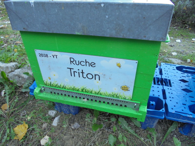 La ruche Triton