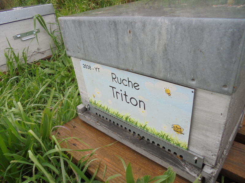 La ruche Triton