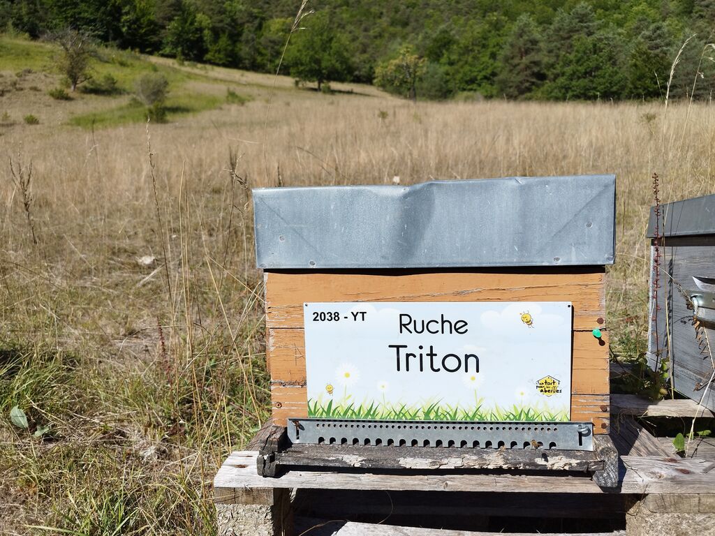 La ruche Triton