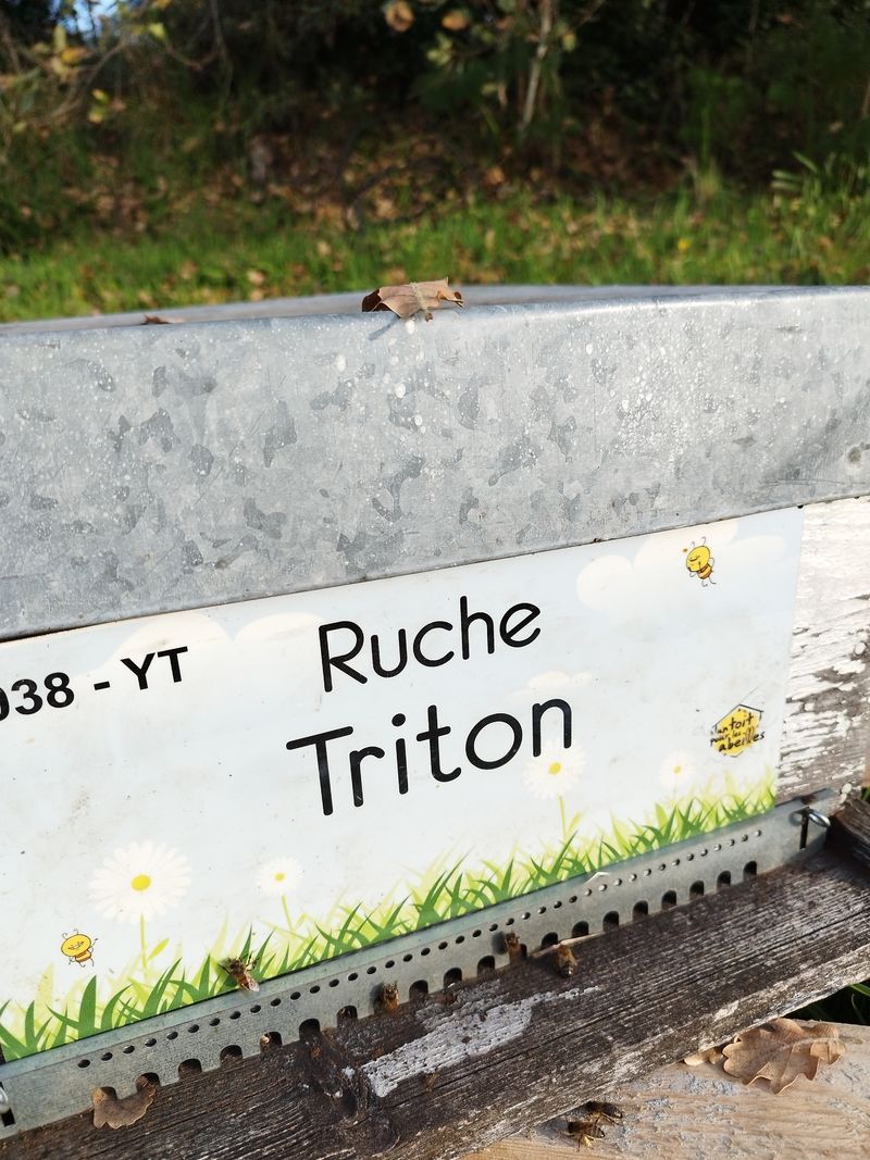 La ruche Triton