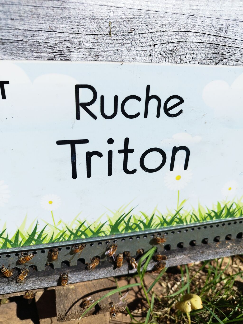 La ruche Triton