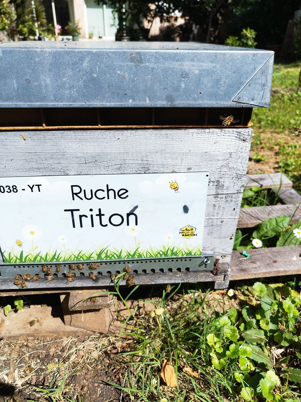 La ruche Triton