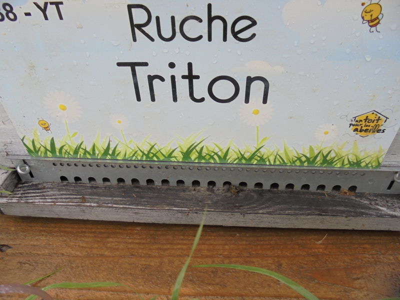 La ruche Triton