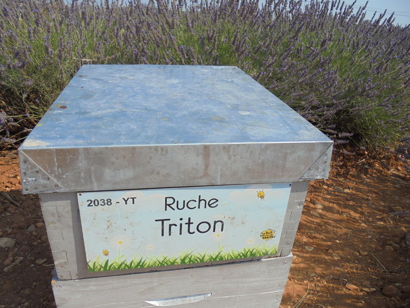 La ruche Triton