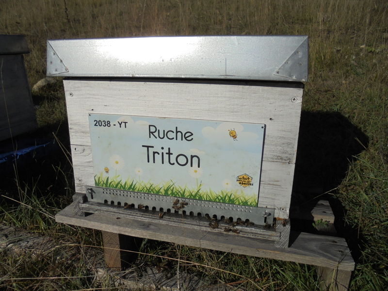 La ruche Triton