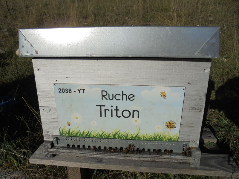 La ruche Triton