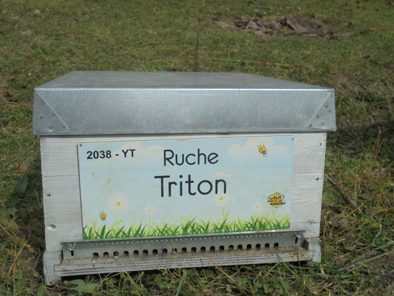 La ruche Triton