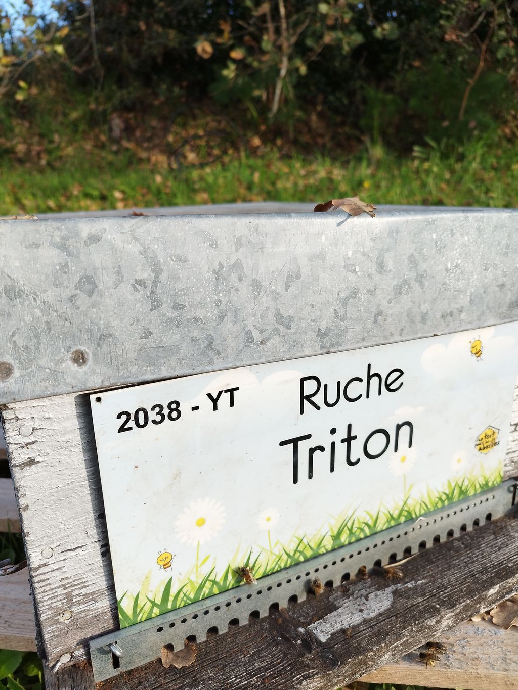 La ruche Triton