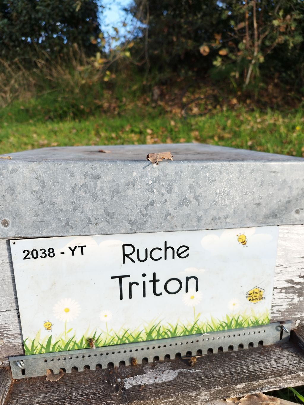 La ruche Triton