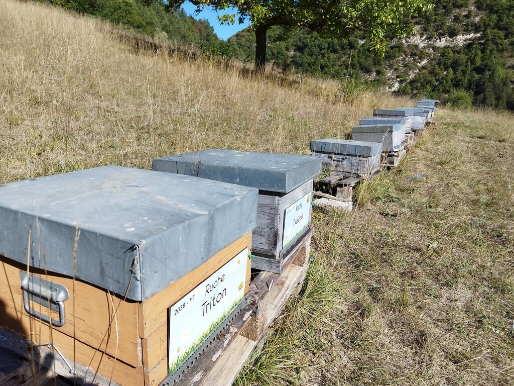 La ruche Triton
