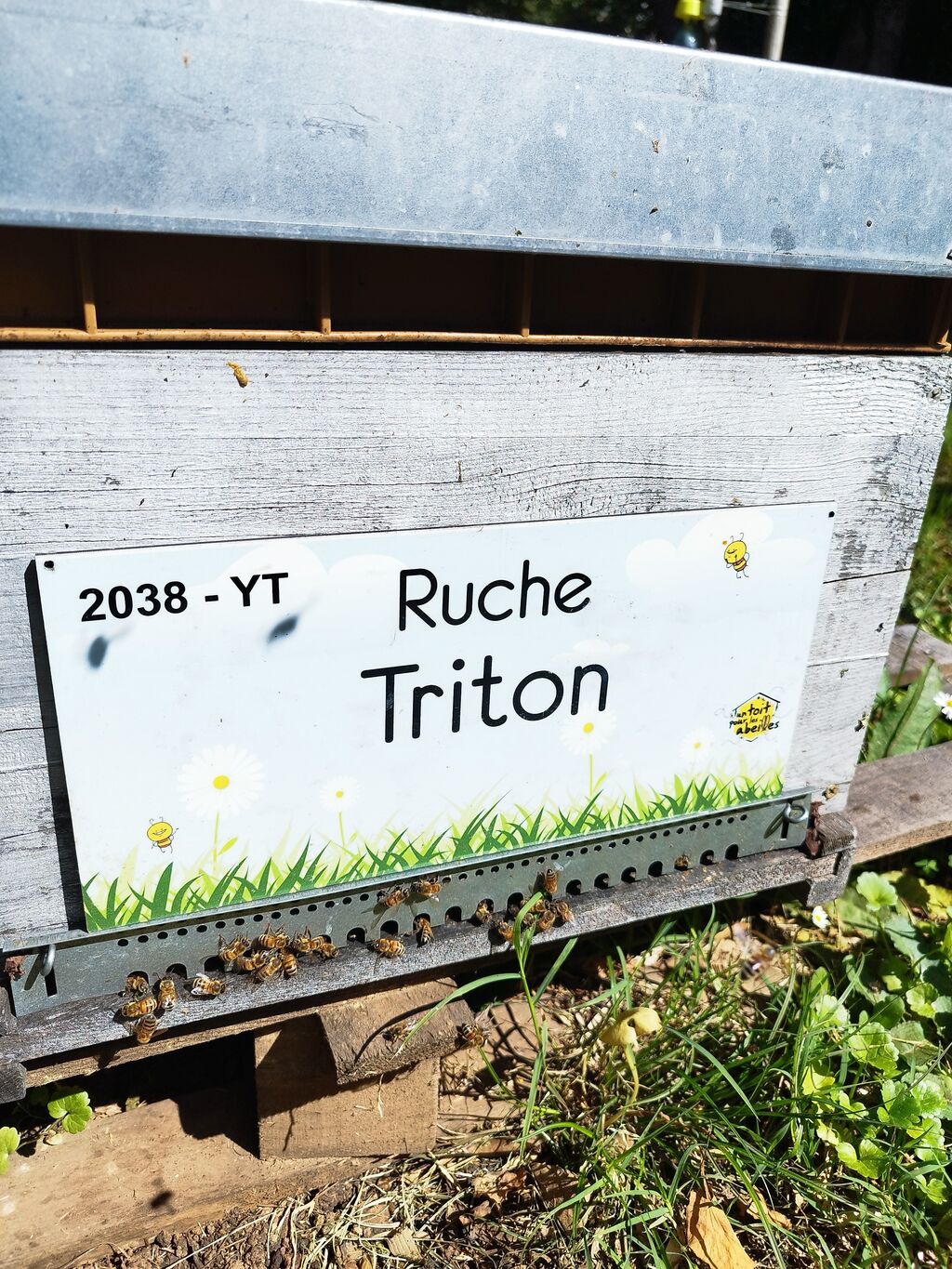 La ruche Triton