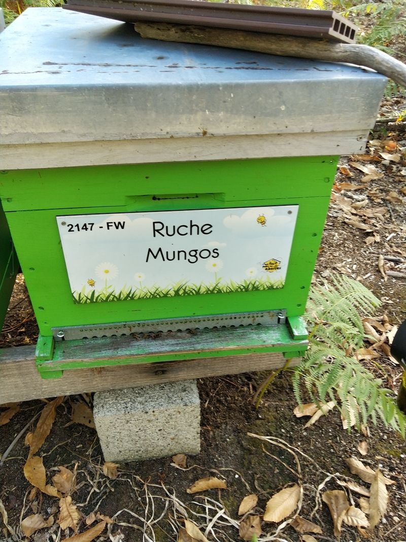 La ruche Mungos