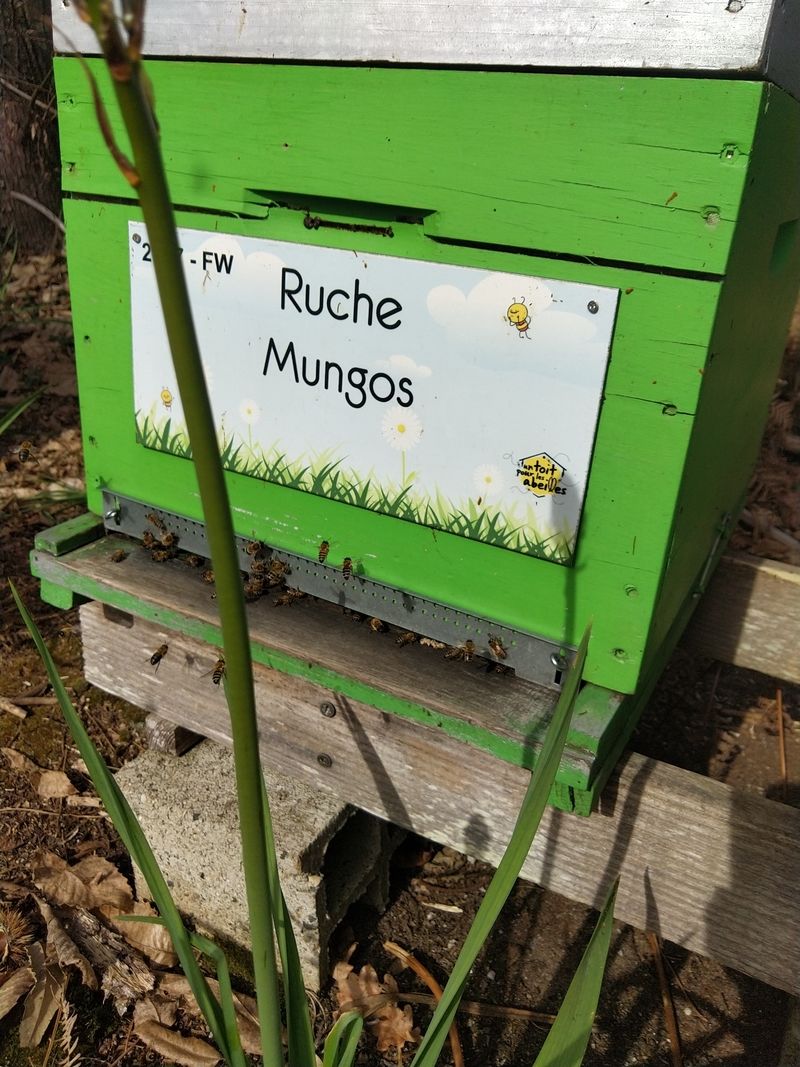 La ruche Mungos