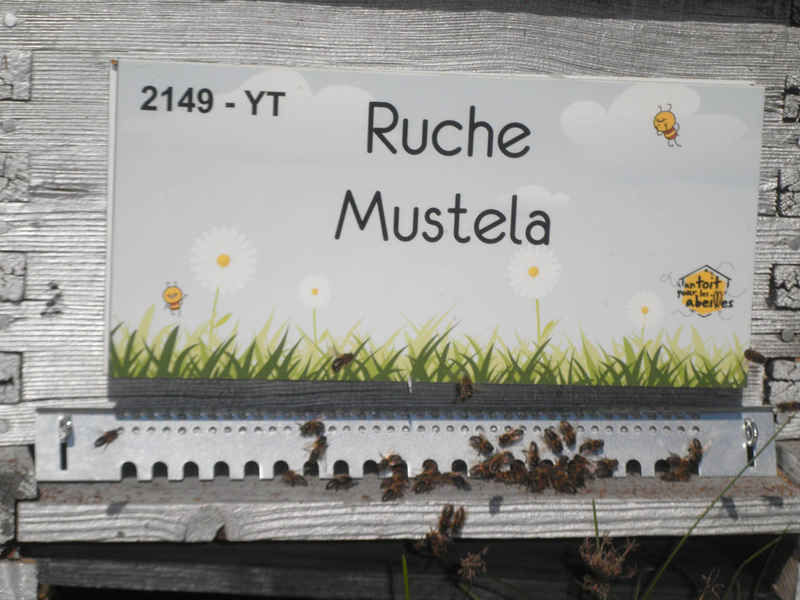 La ruche Mustela