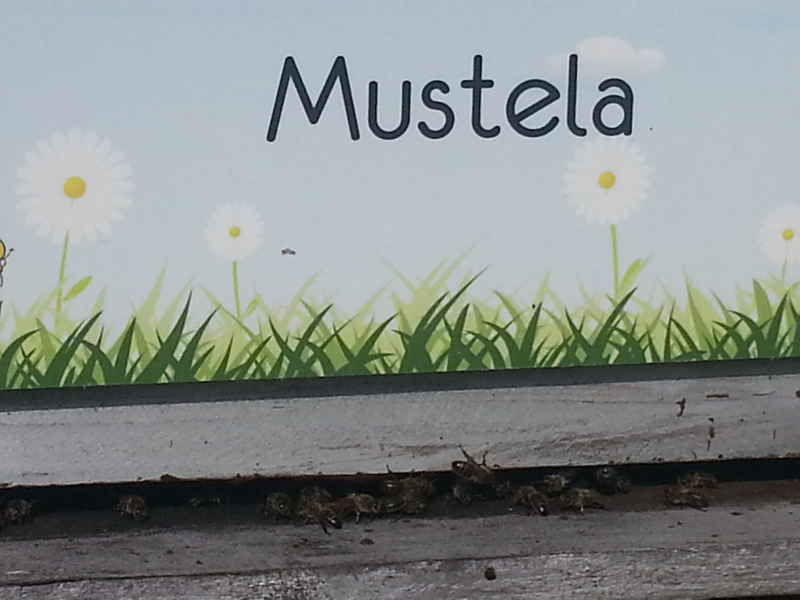 La ruche Mustela