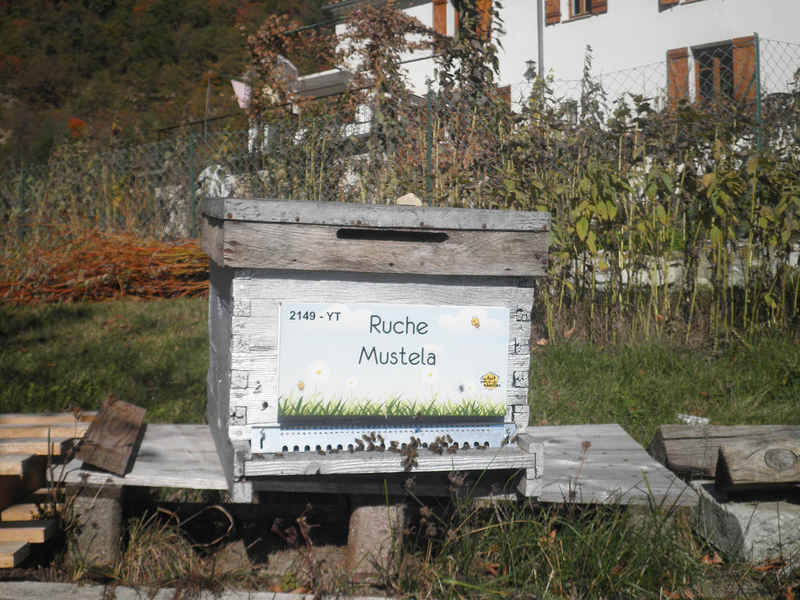 La ruche Mustela