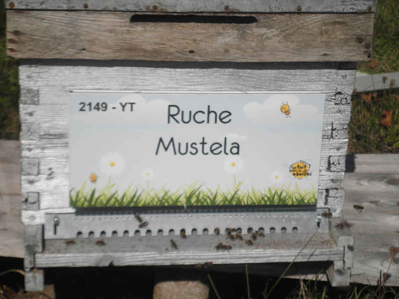 La ruche Mustela