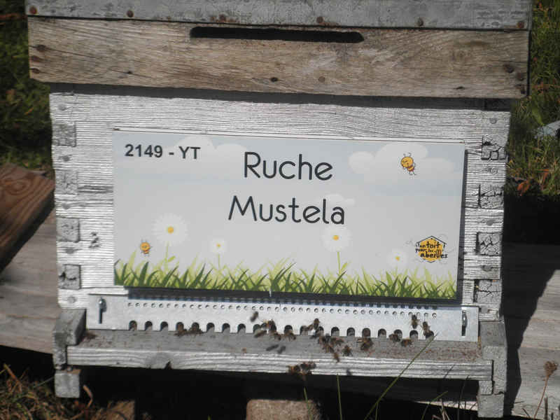 La ruche Mustela