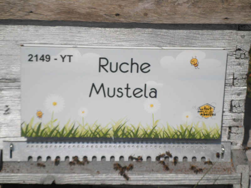 La ruche Mustela