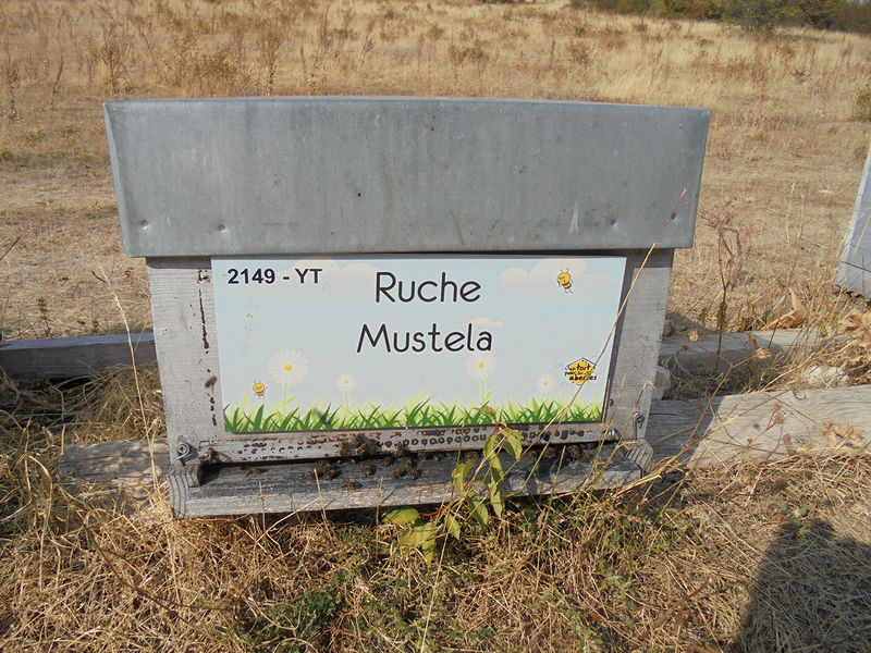La ruche Mustela