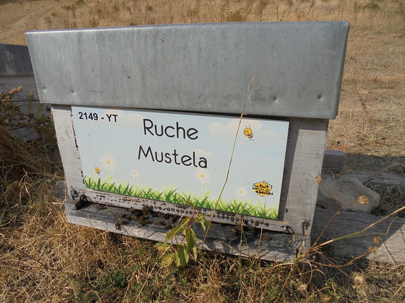La ruche Mustela