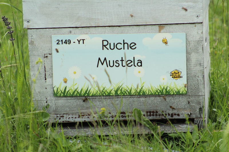 La ruche Mustela