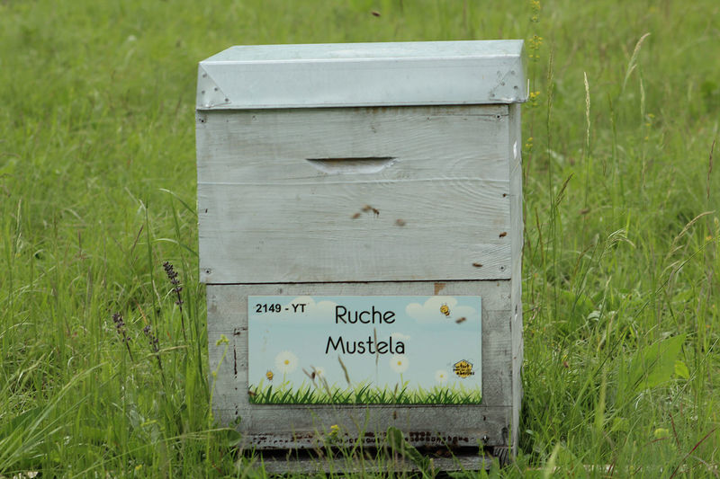 La ruche Mustela