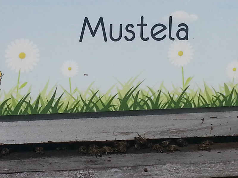 La ruche Mustela