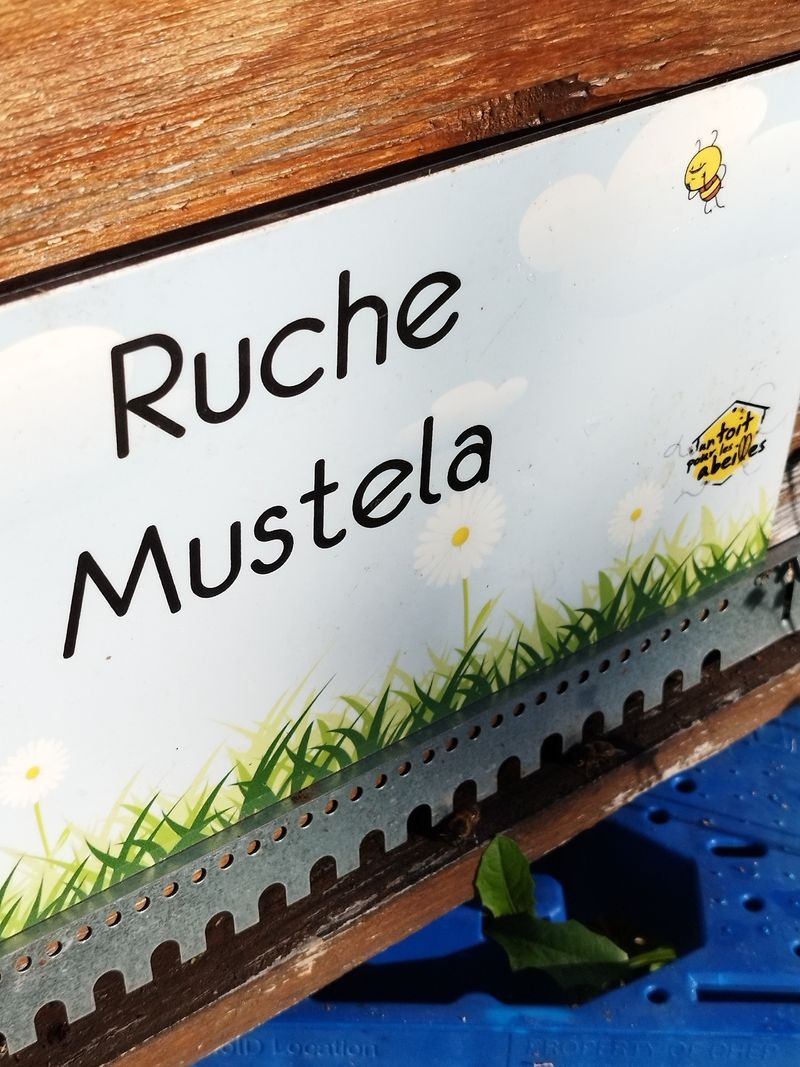 La ruche Mustela