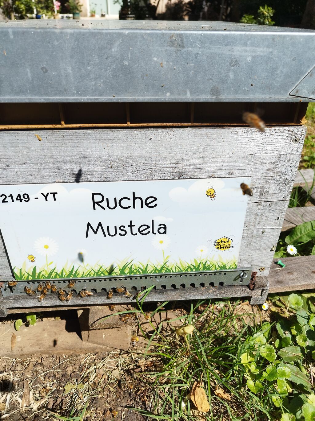 La ruche Mustela