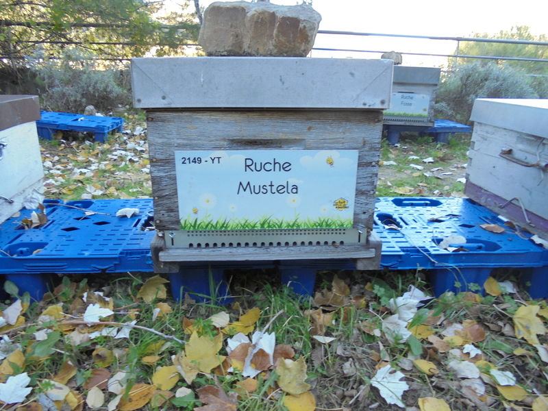 La ruche Mustela