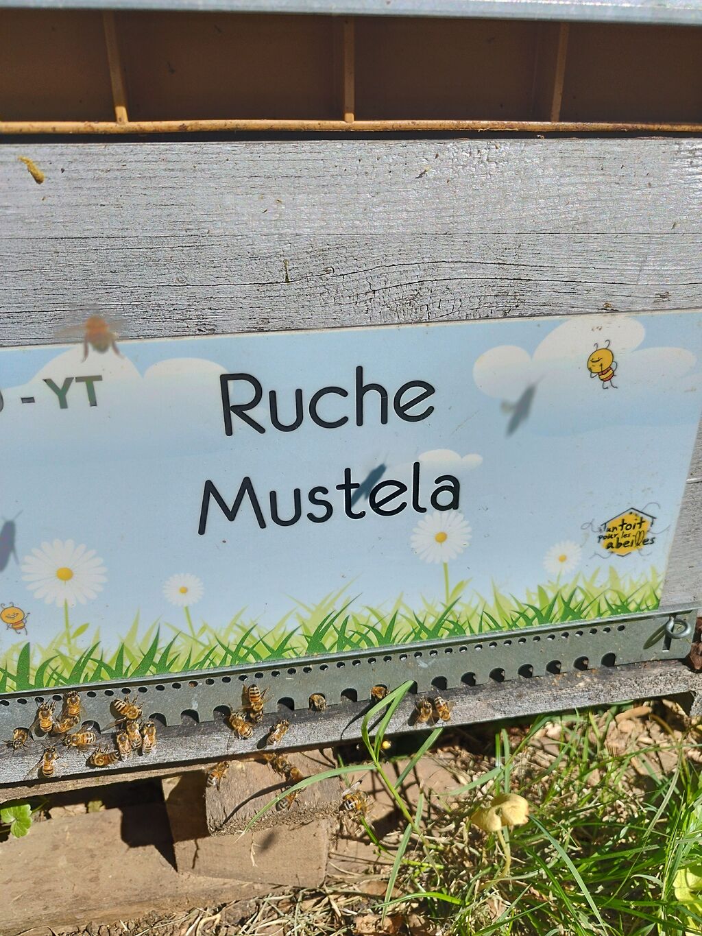La ruche Mustela