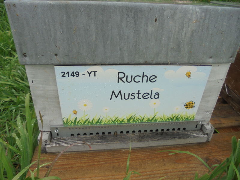 La ruche Mustela