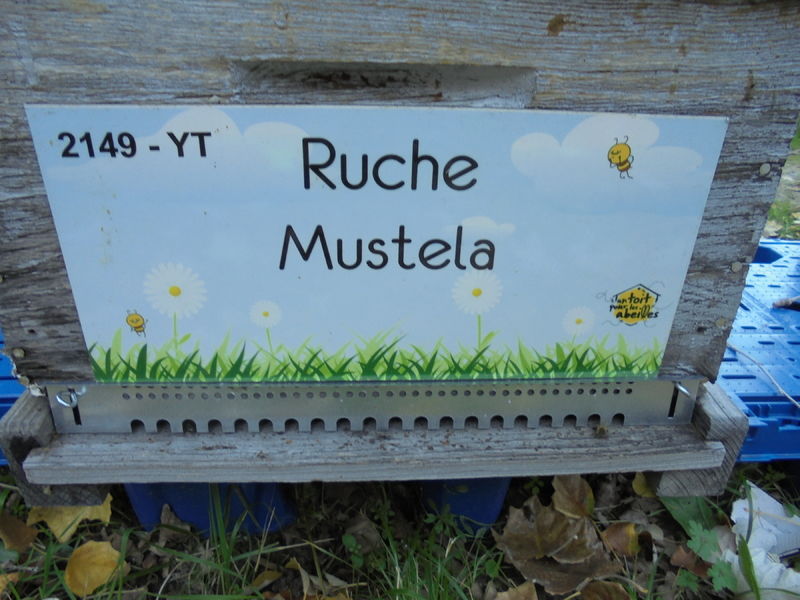 La ruche Mustela