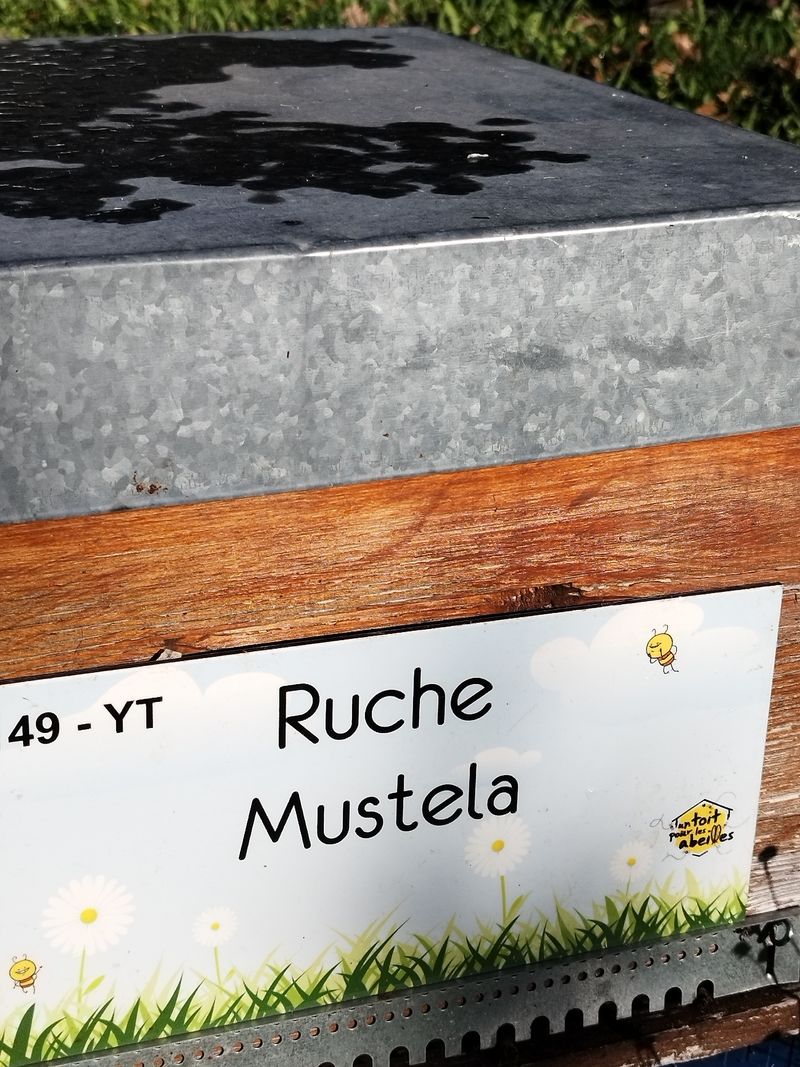 La ruche Mustela