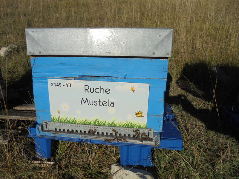 La ruche Mustela