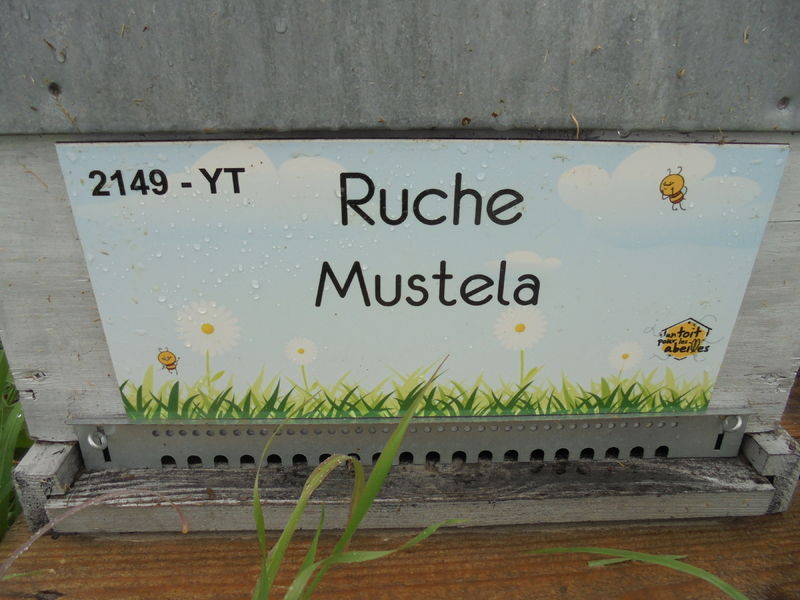 La ruche Mustela