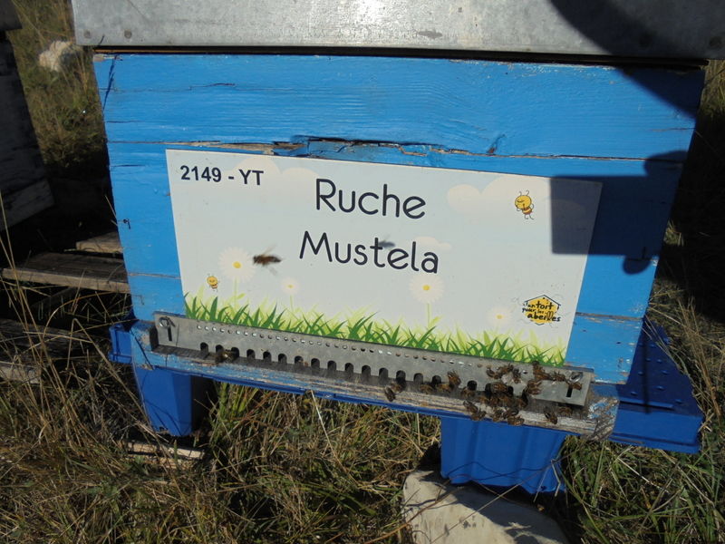 La ruche Mustela