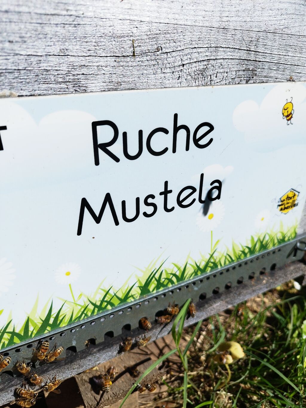 La ruche Mustela