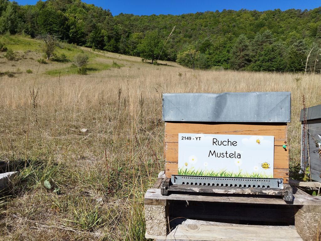 La ruche Mustela
