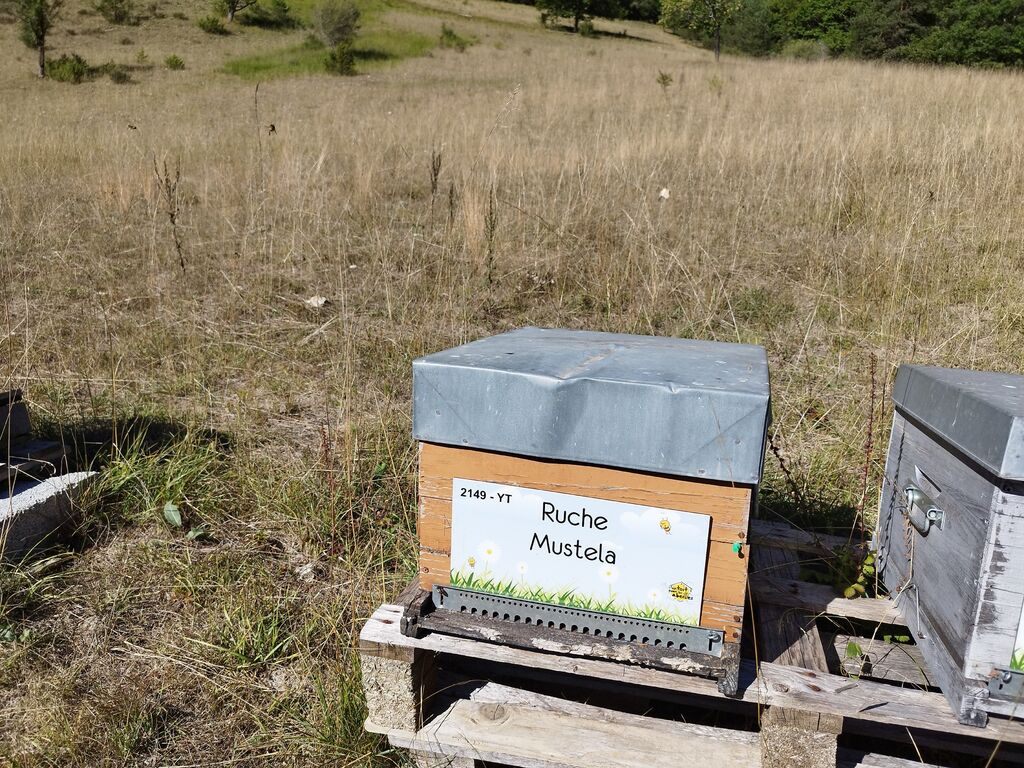 La ruche Mustela