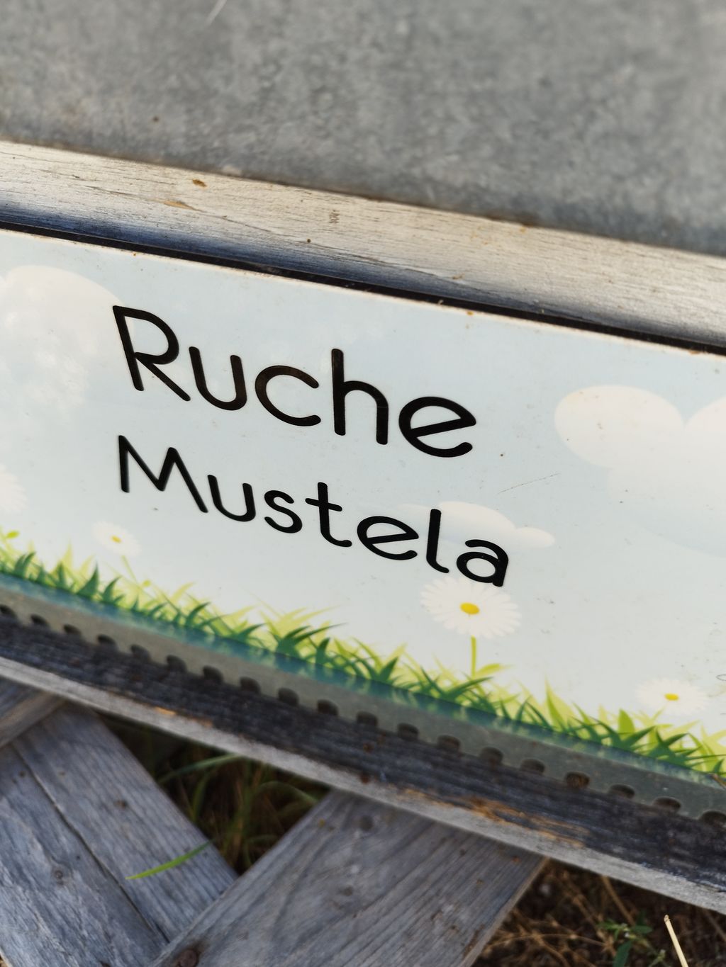 La ruche Mustela